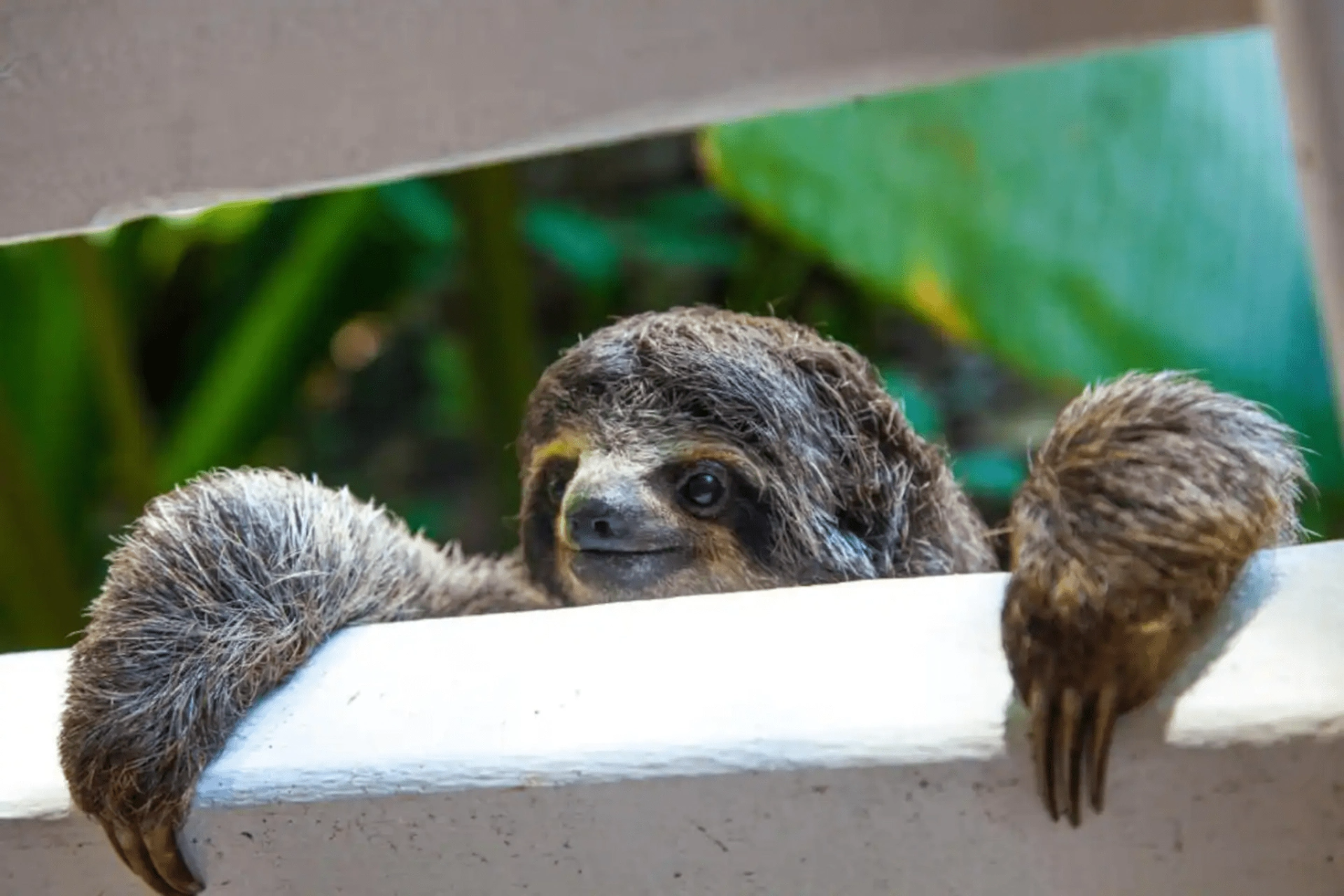 Sloth hanging on a white ledge, looking towards the viewer with green foliage in the background.
