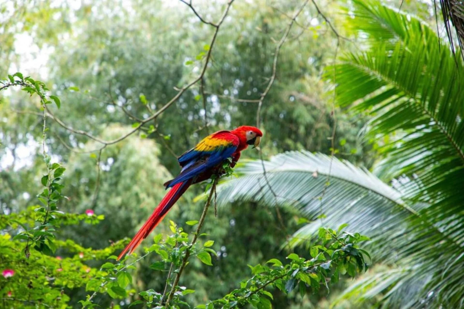 Scarlet macaw perched on a branch, vibrant red, yellow, and blue plumage in a lush green jungle.