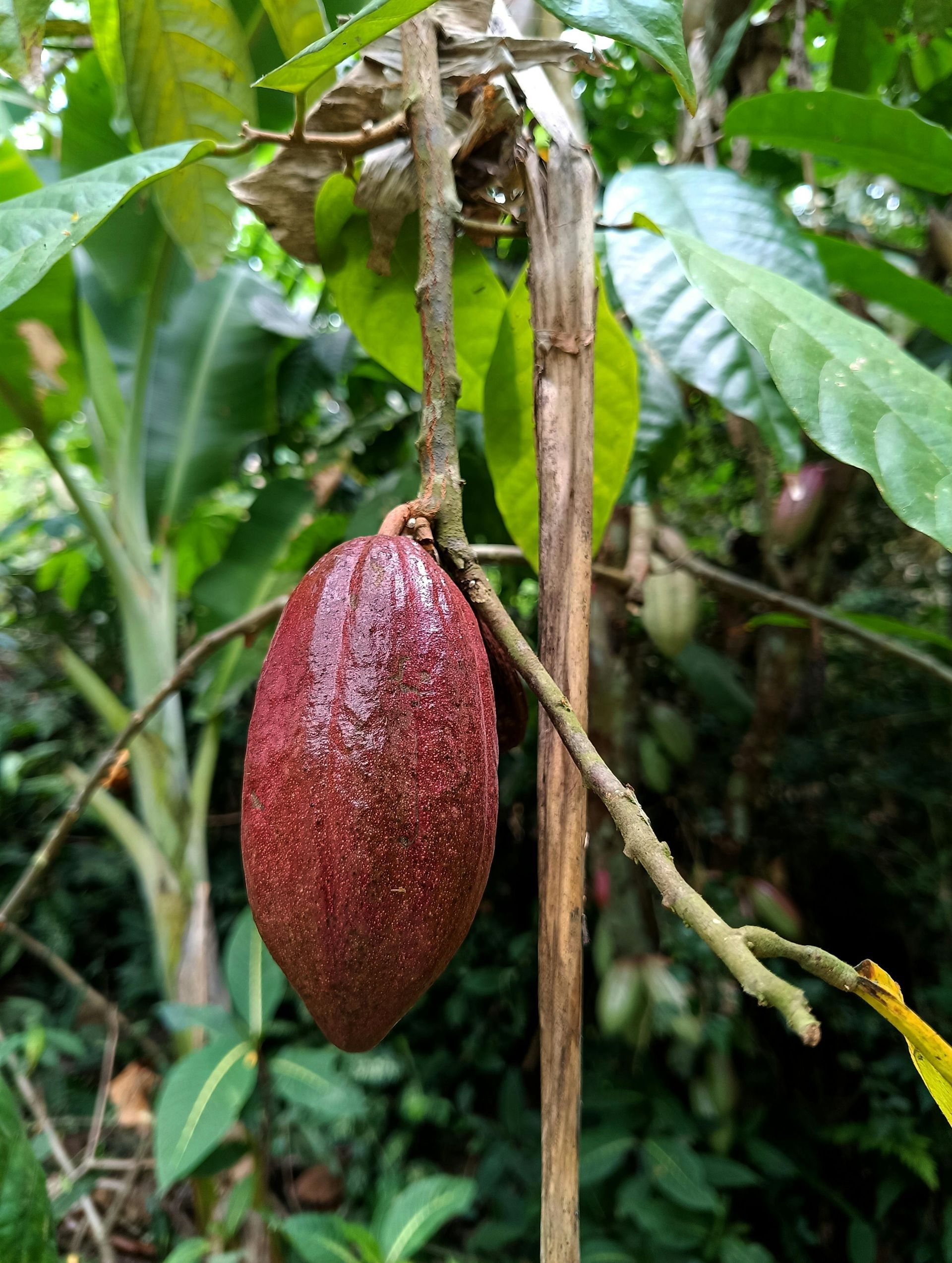 Cocoa pod, maroon and textured, hanging from a branch in a lush, green environment.