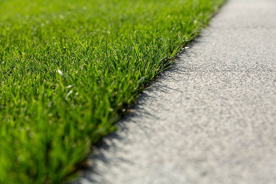 A close up of a lawn next to a sidewalk.