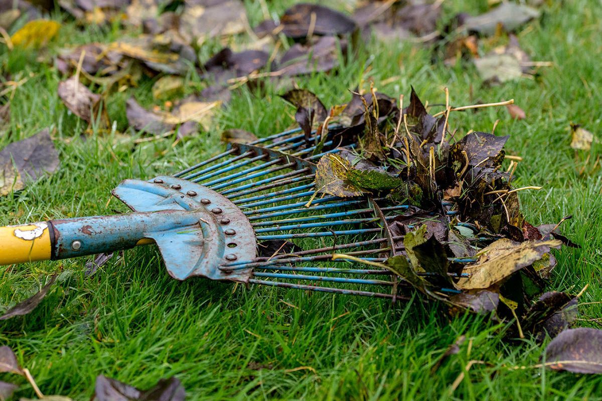 A rake is laying on top of a pile of leaves on the grass.