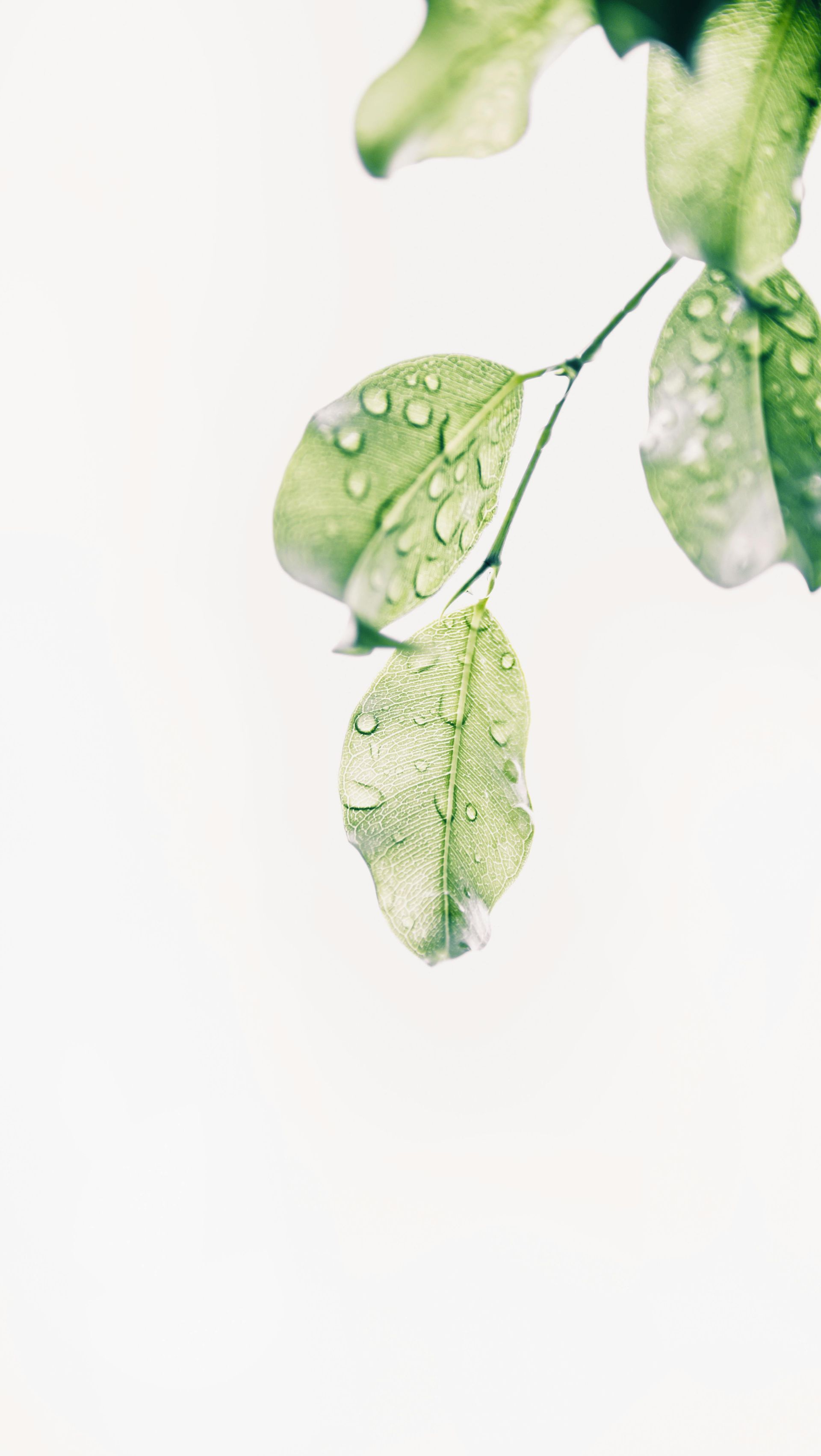 Green leaves with water droplets, against a bright white background.