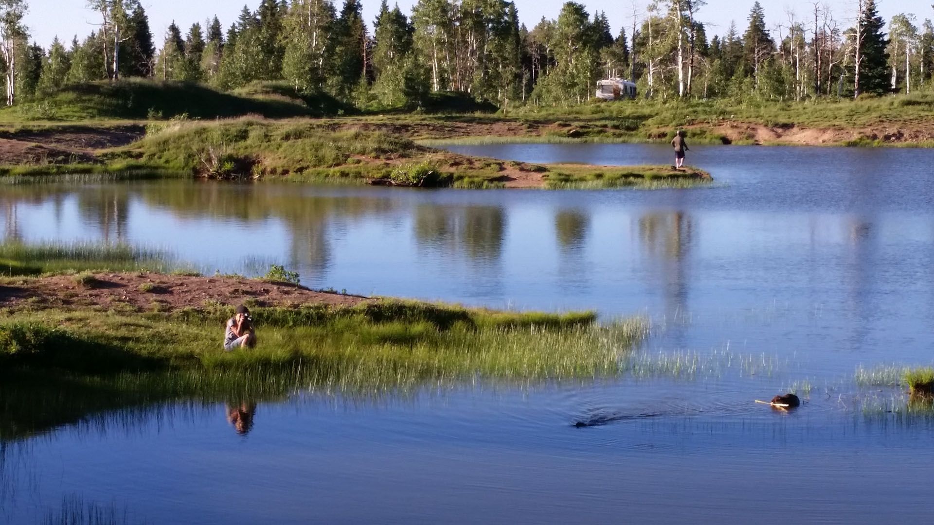 A duck is swimming in a lake with trees in the background.