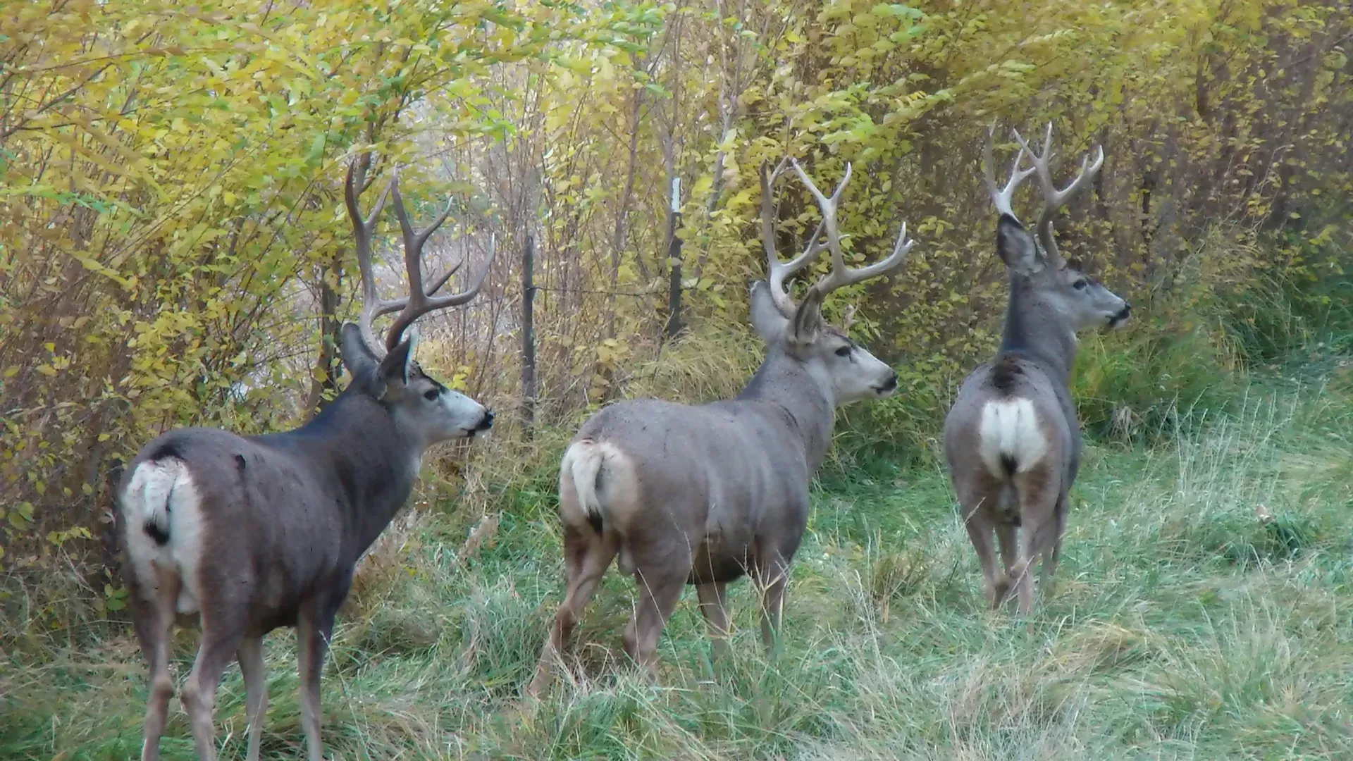 Three deer are standing in a grassy field.