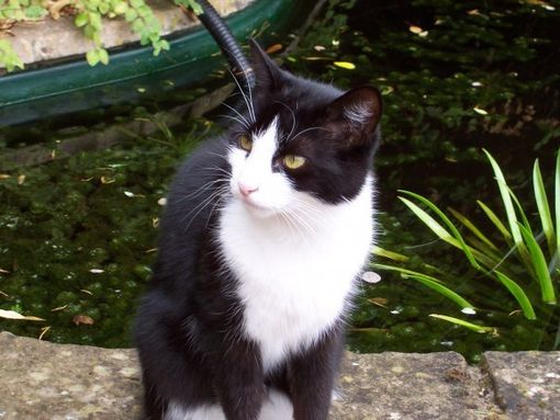 Black and white cat sitting by a pond in a garden at home, cared for by Al's Creatures Great and Small