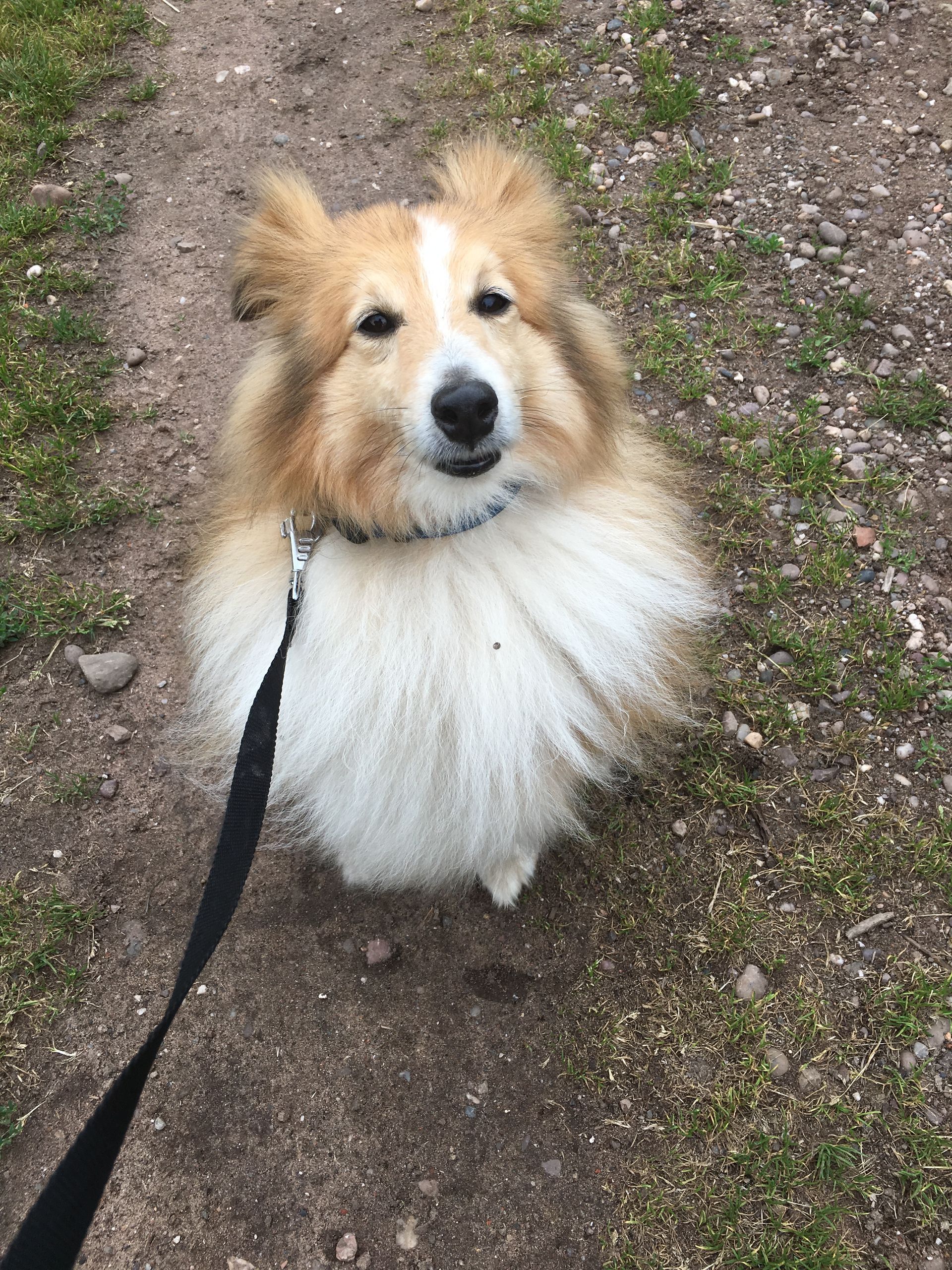 Dog walking and home visits in ridgeway, sheffield s12 area - rough collie on a lead, for a walk in a field with als creatures great and small