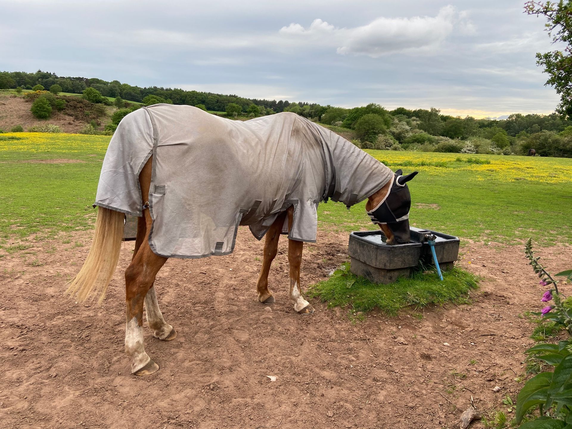 Chestnut horse in field with horse coat on, drinking water from trough, looked after by Al's Creatures Great and Small