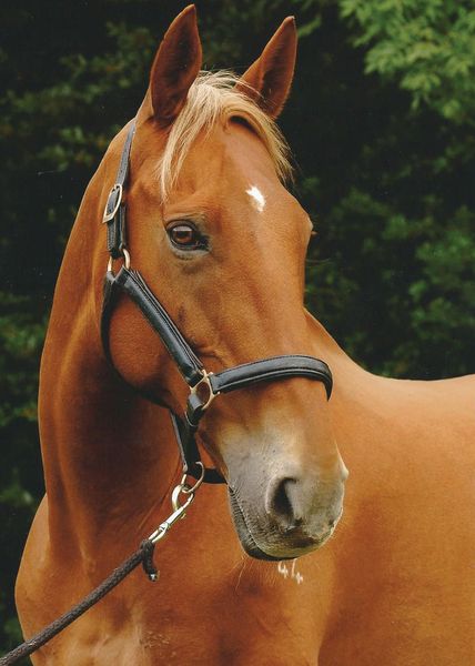 Image of a chestnut thoroughbred horse wearing a leather head collar