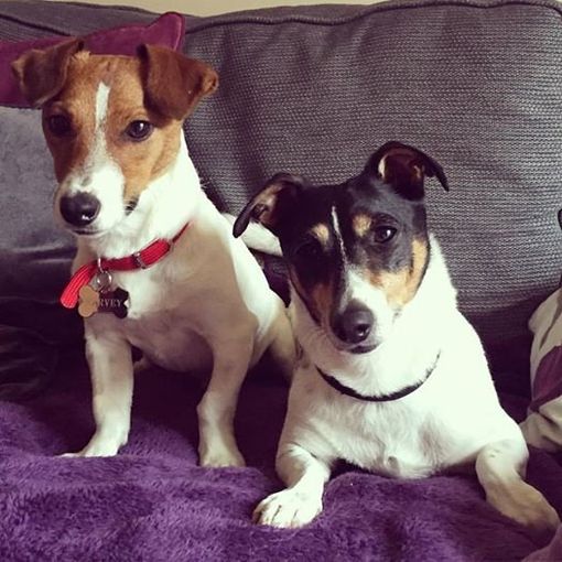 Two Jack Russel Terriers, Harvey & Spike at Home - Pet Sitting with Al's Creatures Great and Small