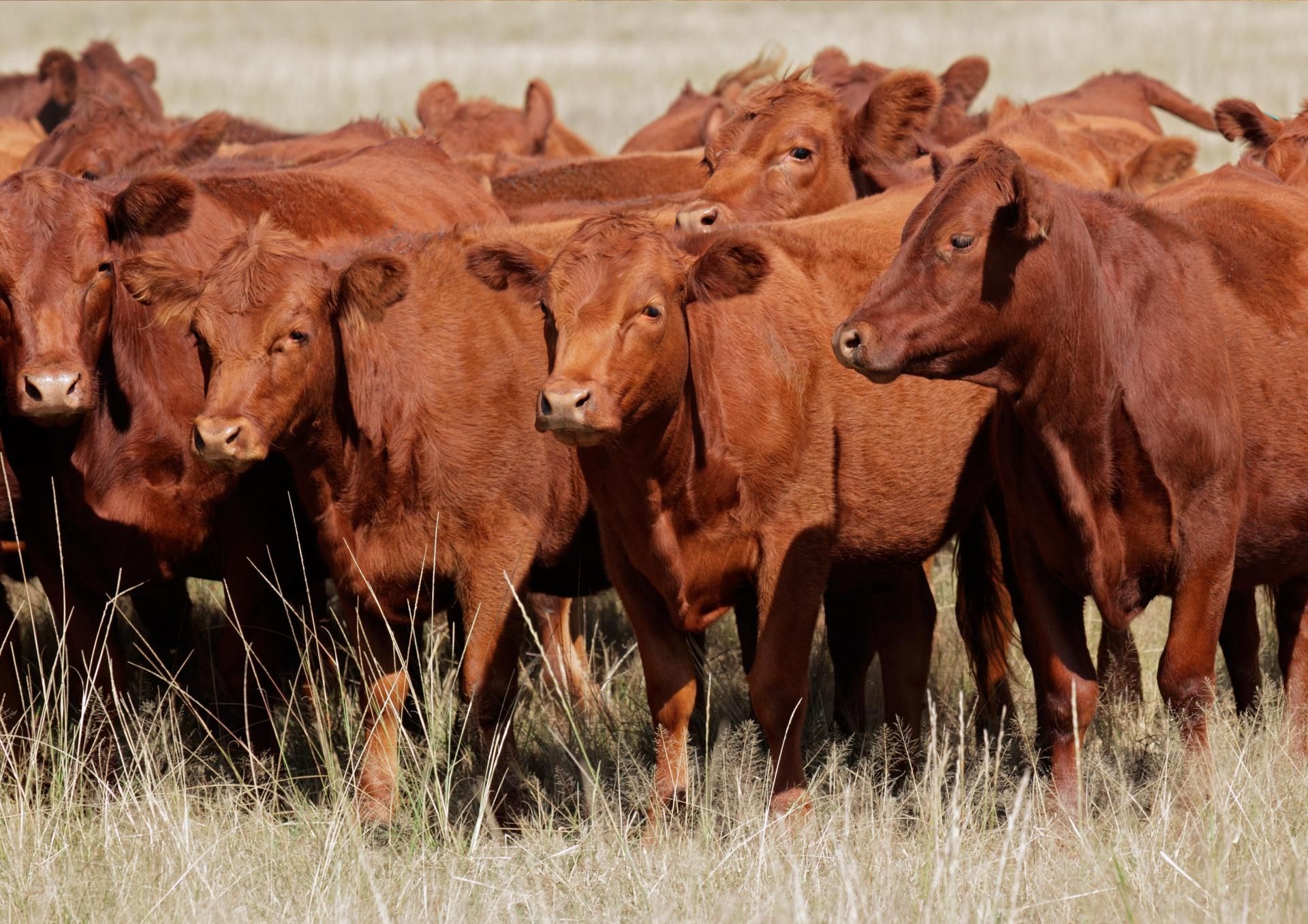 A herd of brown cows standing in a field looking at the camera