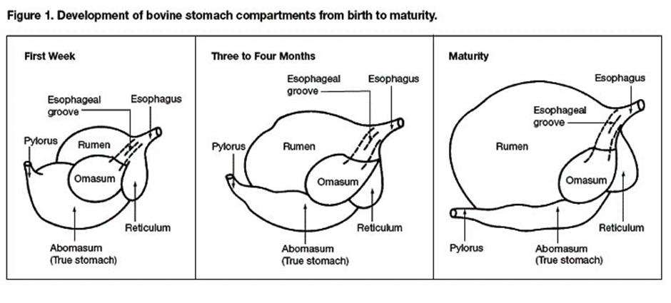 a diagram showing the development of bovine stomach compartments from birth to maturity