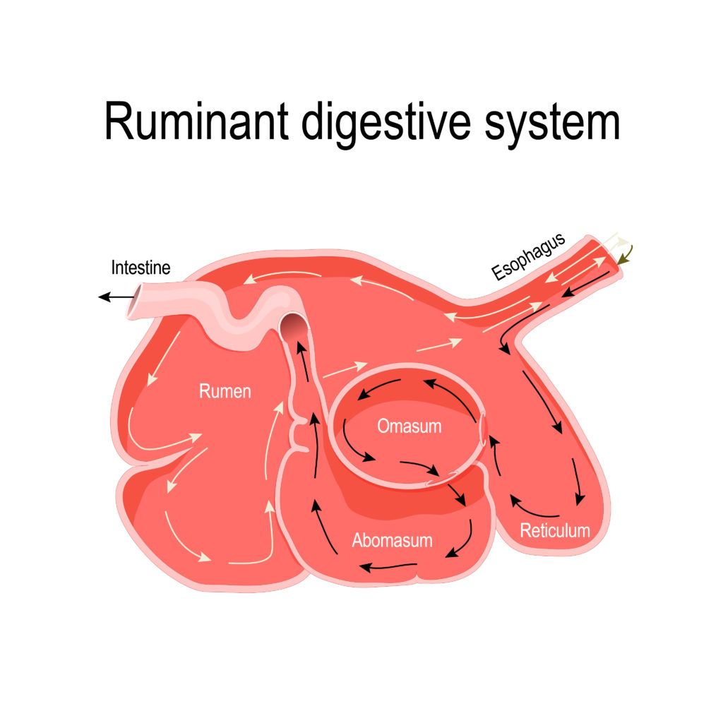 a diagram of the ruminant digestive system shows the esophagus