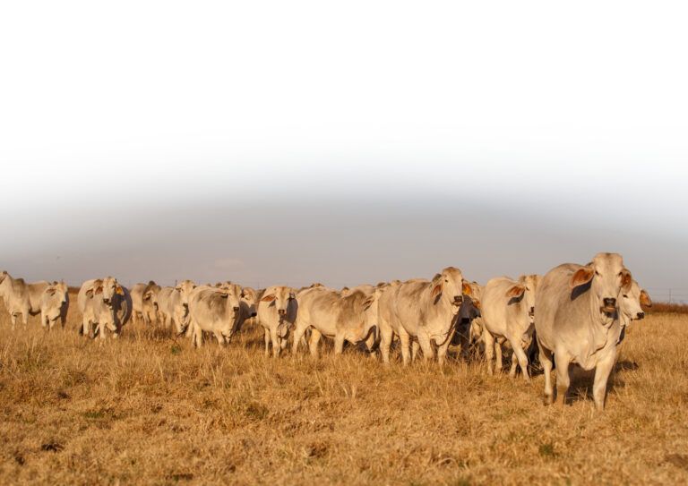 a herd of cows standing in a dry grass field