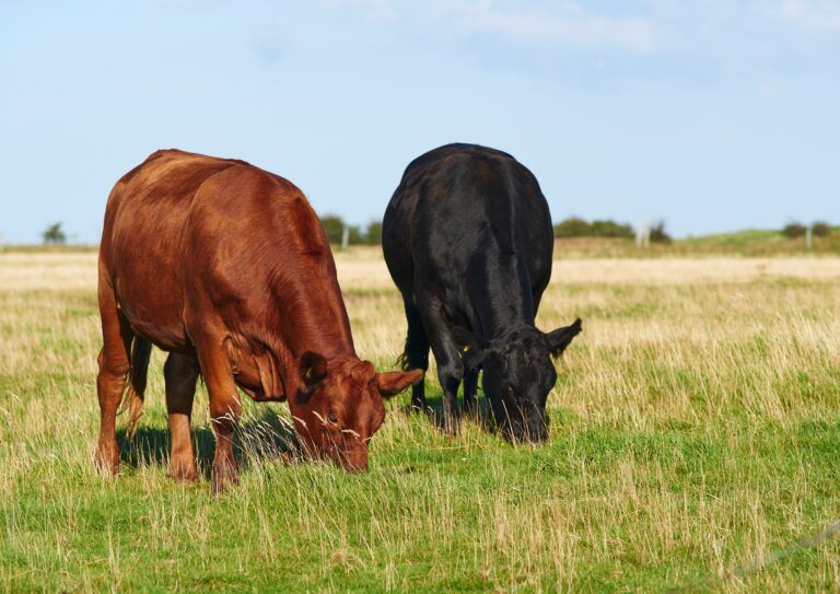 two cows grazing in a field one brown and one black