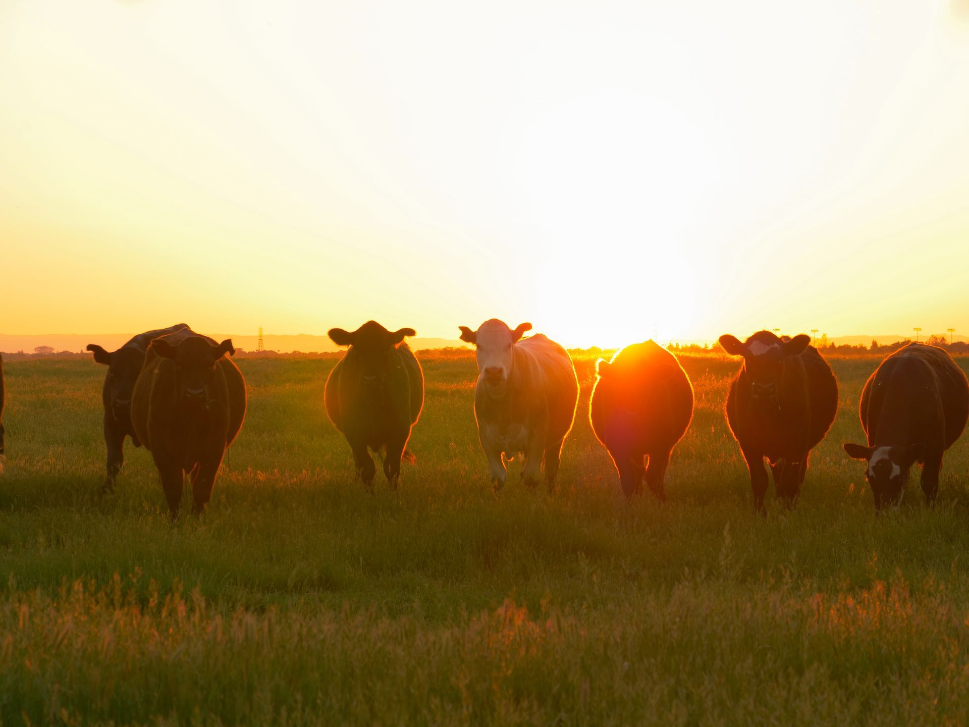 a herd of cows standing in a dry grass field
