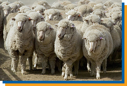a herd of sheep standing next to each other in the dirt .