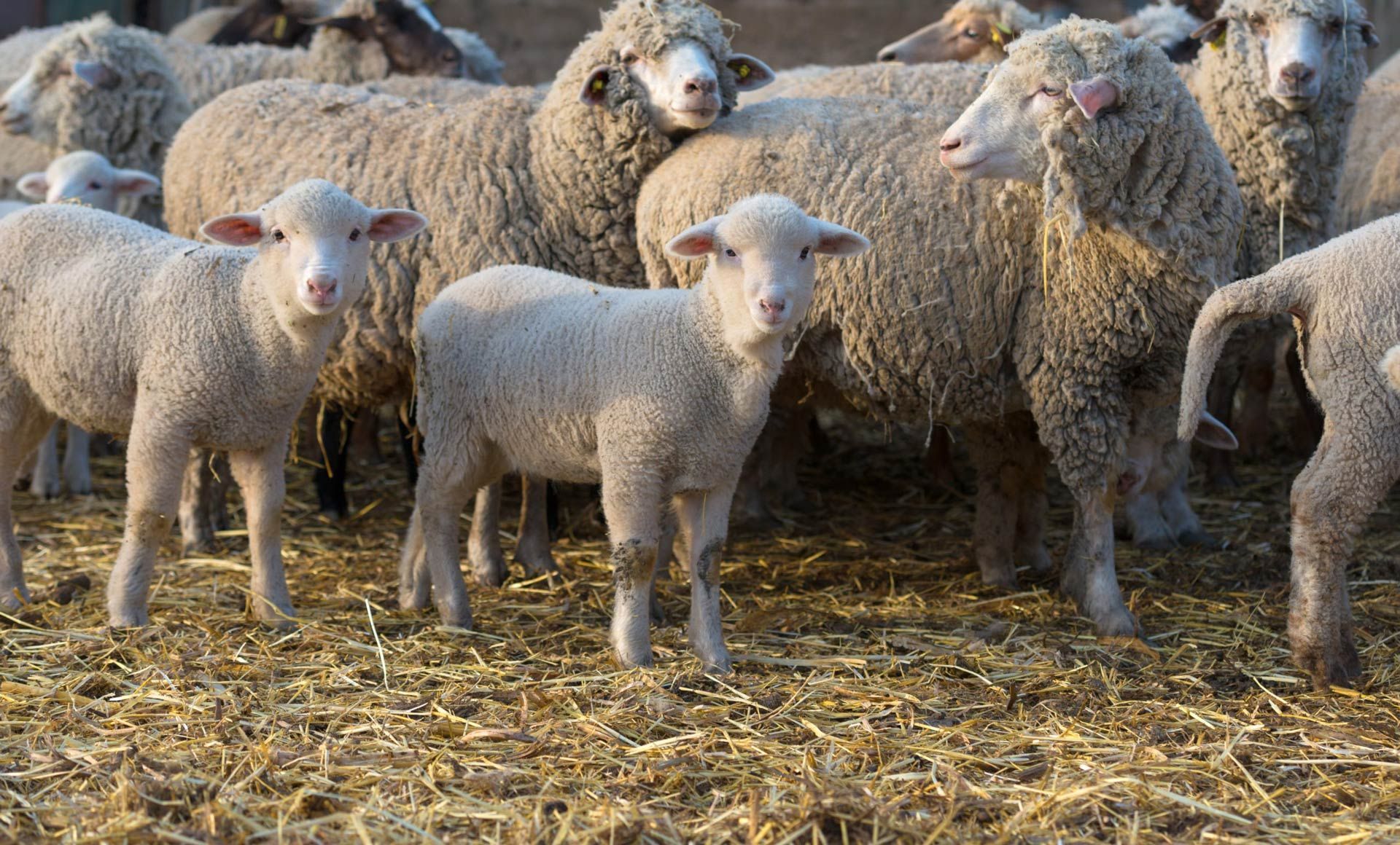 a herd of sheep standing in the dirt looking at the camera
