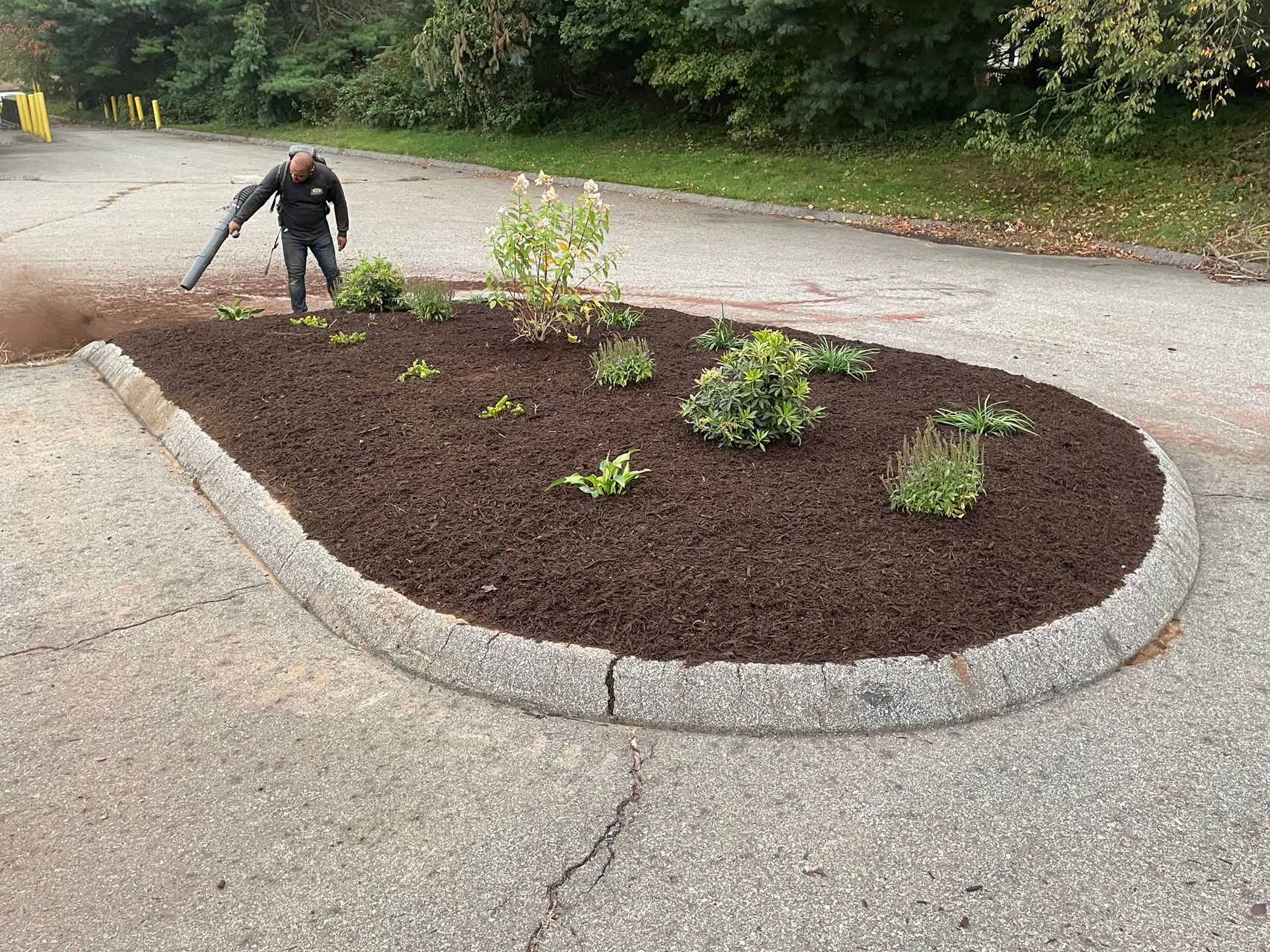 Person planting flowers in a mulched roadside island beside a paved road