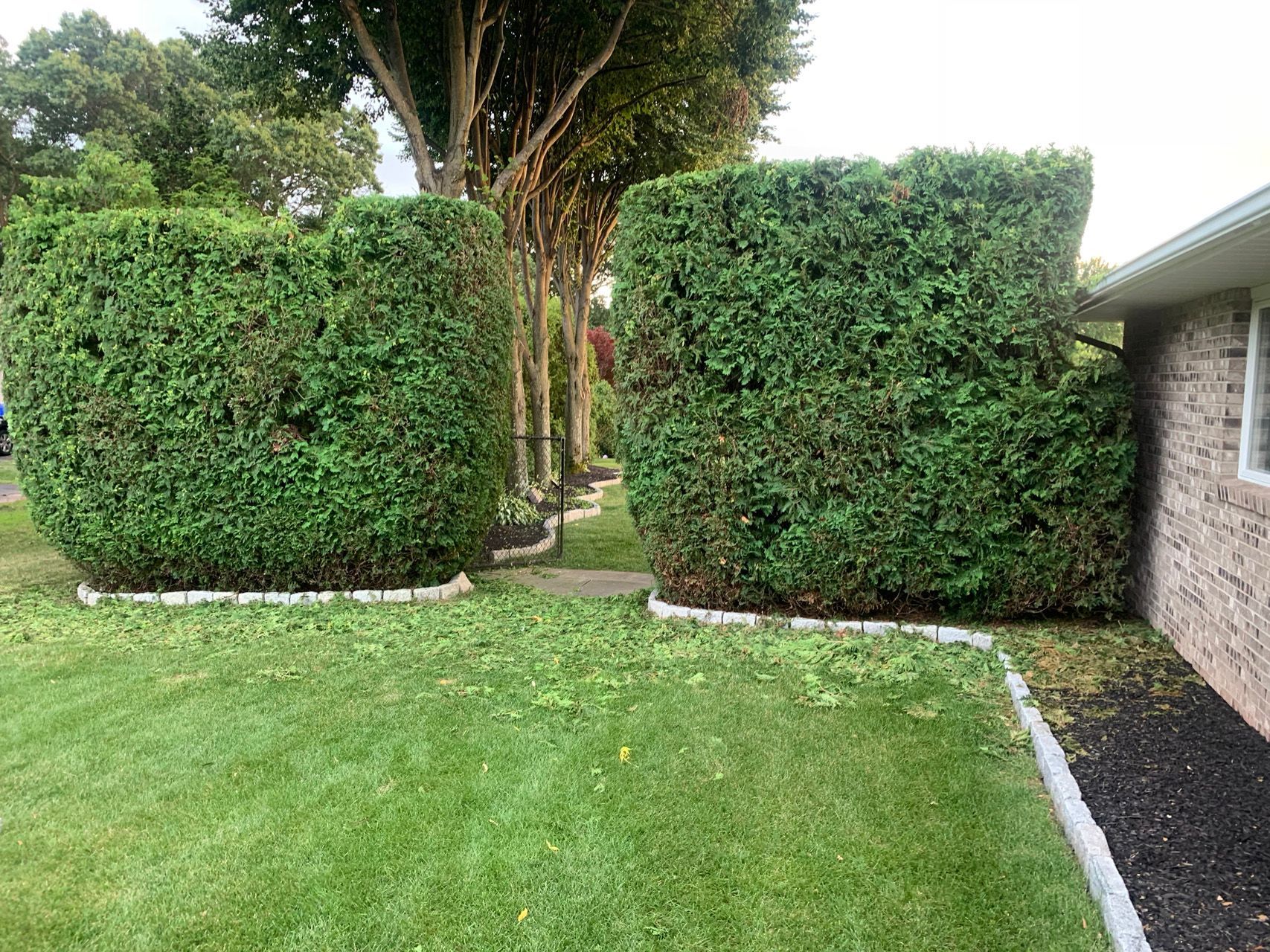 Two large trimmed hedges framing a narrow garden path beside a lawn and house wall