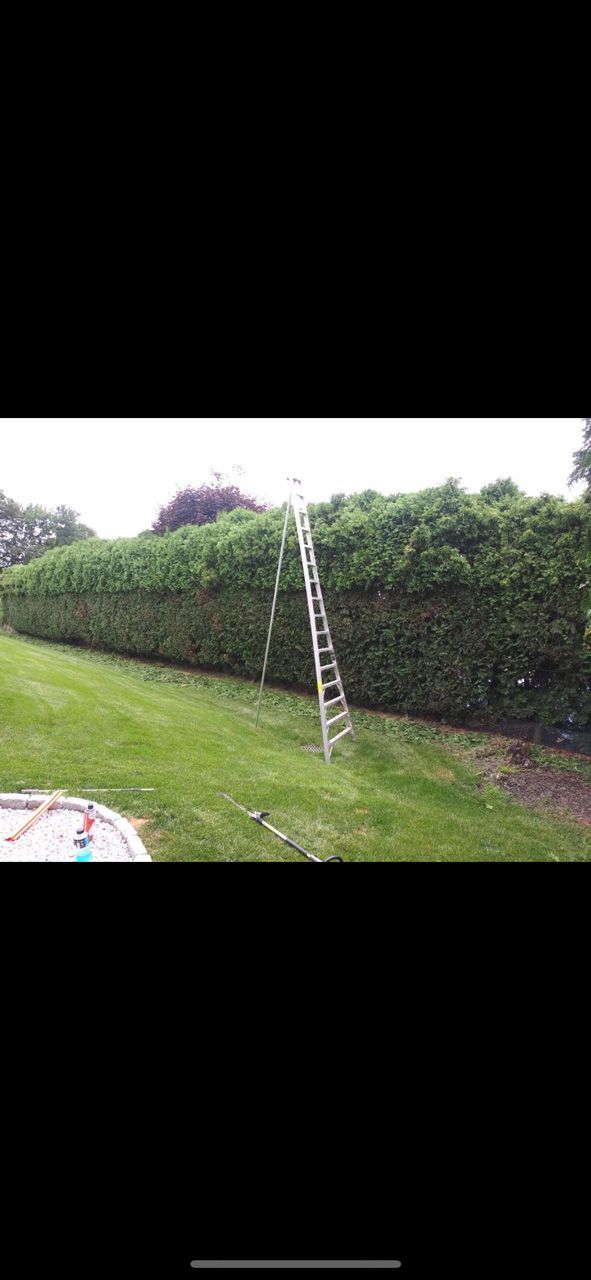 A ladder leans against a tall green hedge in a grassy yard.
