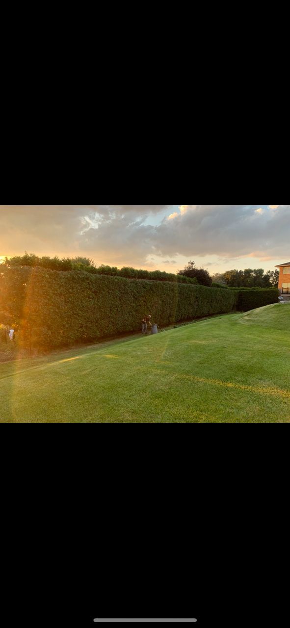 Sunlit hedge bordering a sloping grassy lawn at sunset, with a cloudy sky overhead.