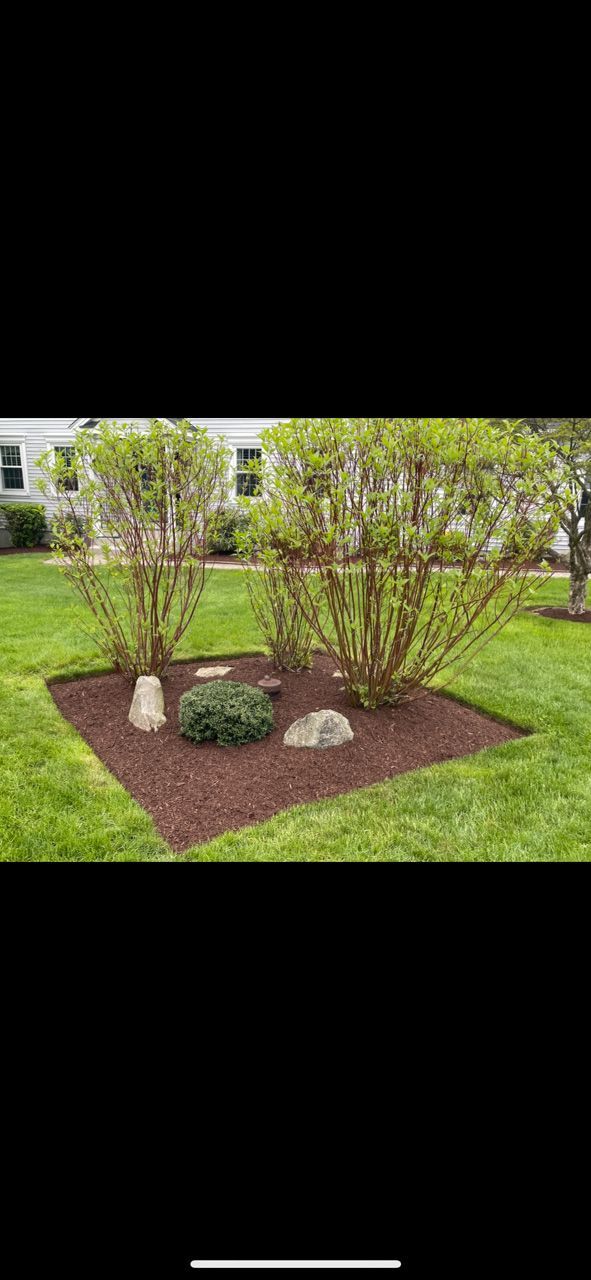Mulched garden bed with shrubs and rocks in a grassy yard