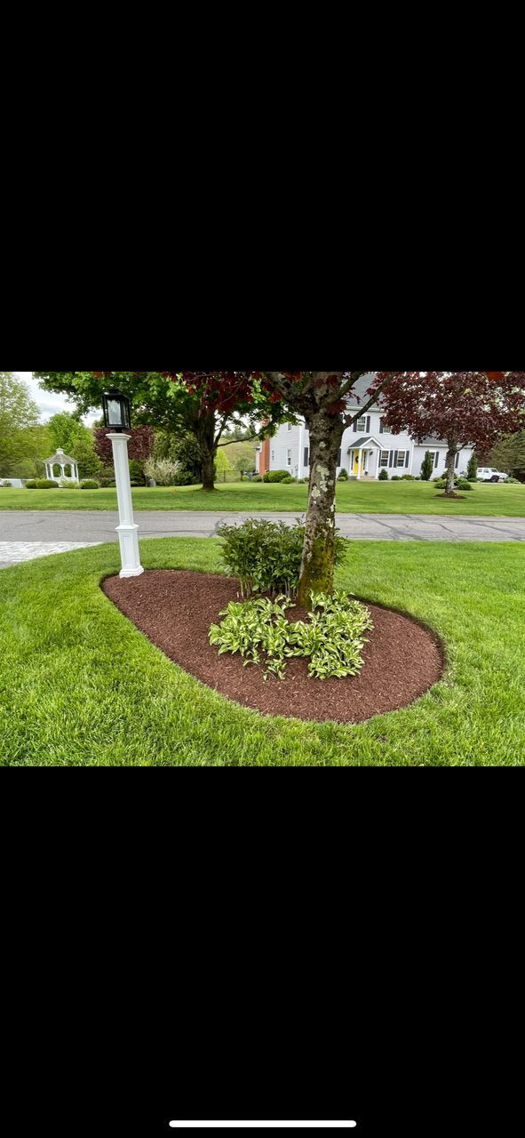 Mulched tree bed in a grassy front yard with a young tree and shrubs, near a sidewalk and street.