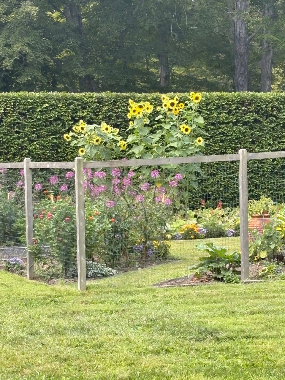 Garden bed with sunflowers, pink flowers, and a wooden fence in a green yard