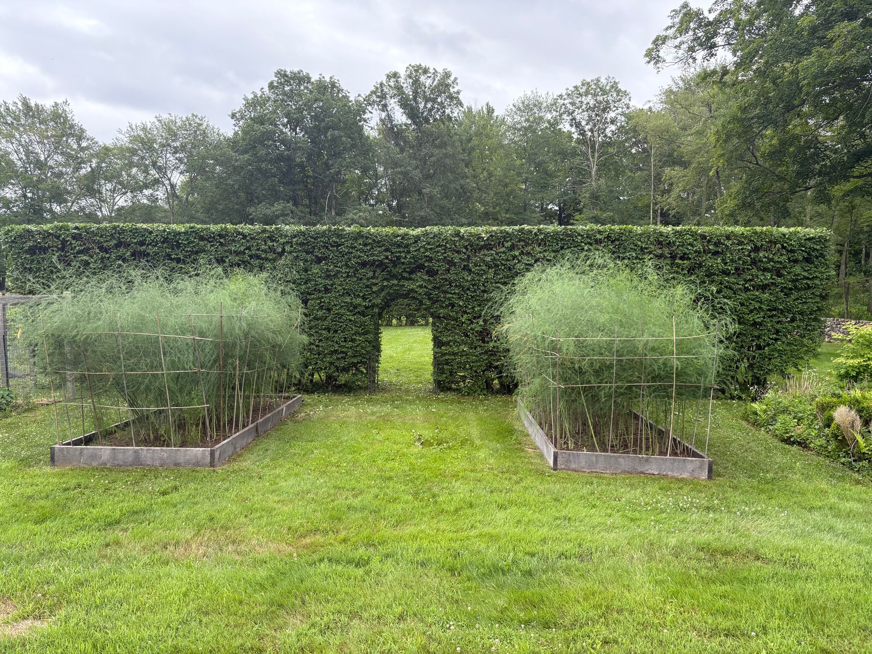 Formal garden with trimmed hedge wall, central opening, and two symmetrical raised herb beds on a green lawn