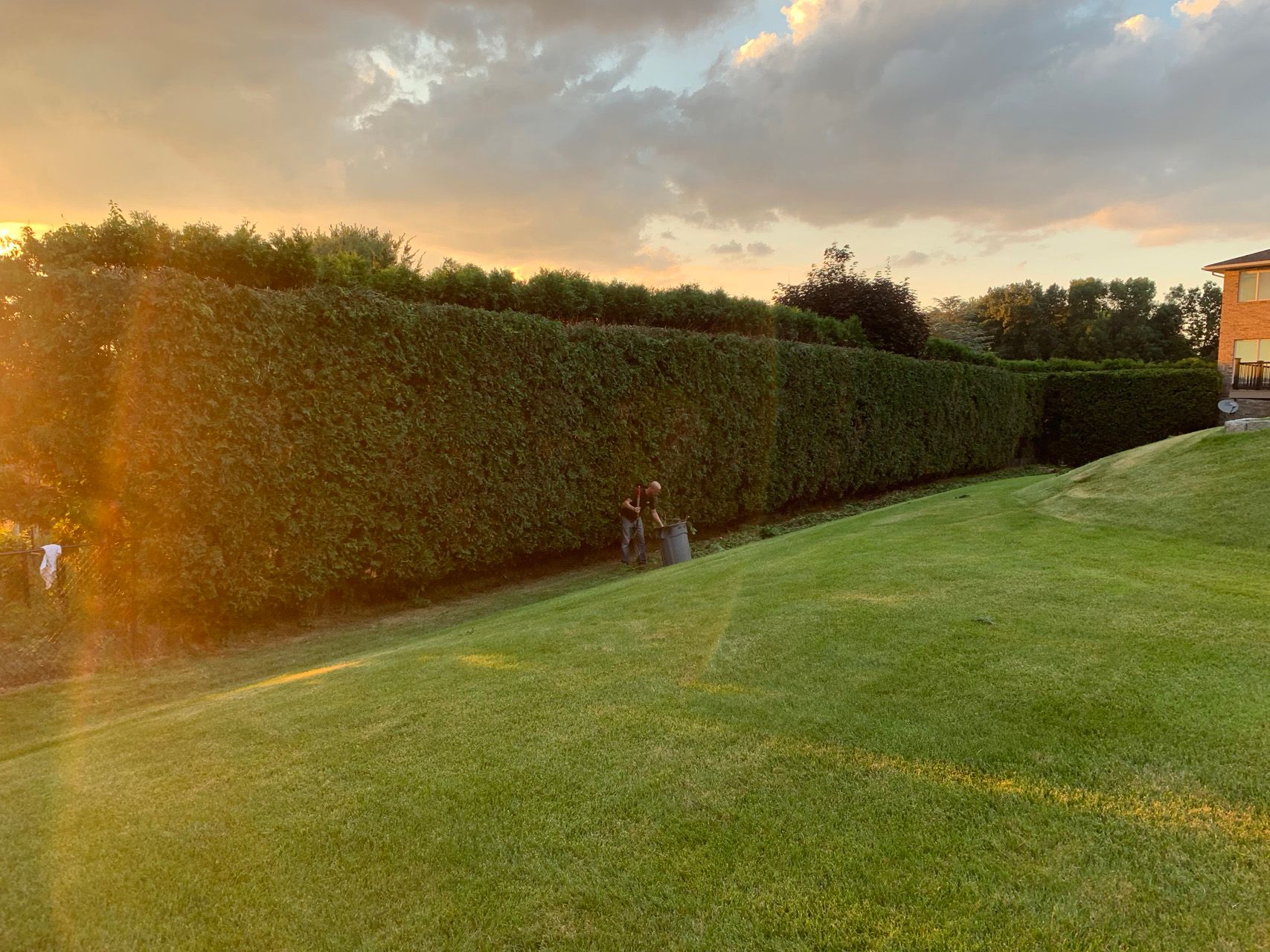Sunlit lawn beside a tall hedge at sunset, with a building in the distance and a person near the hedge
