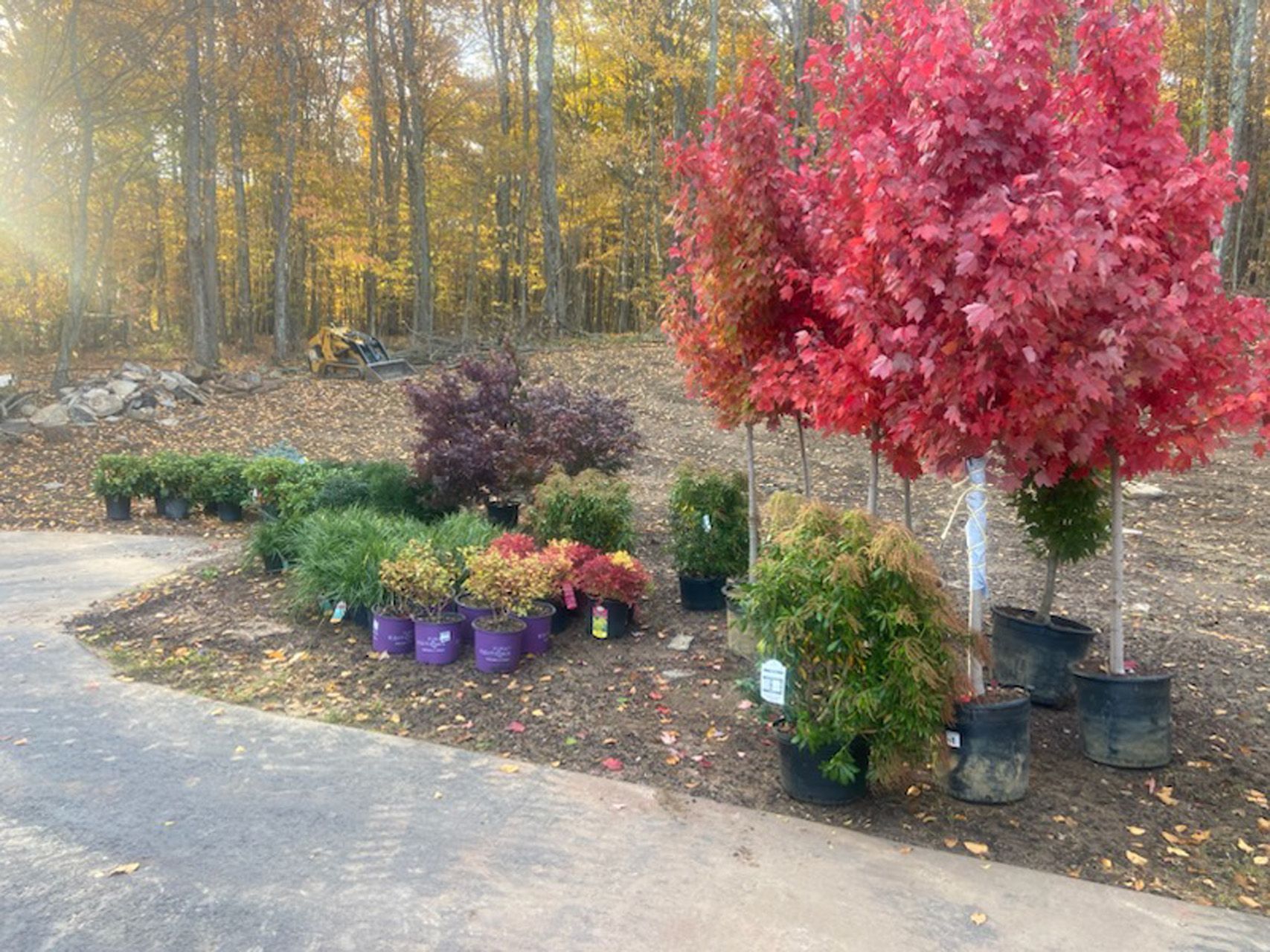 Potted autumn trees and shrubs for sale beside a driveway, with a large red maple centerpiece