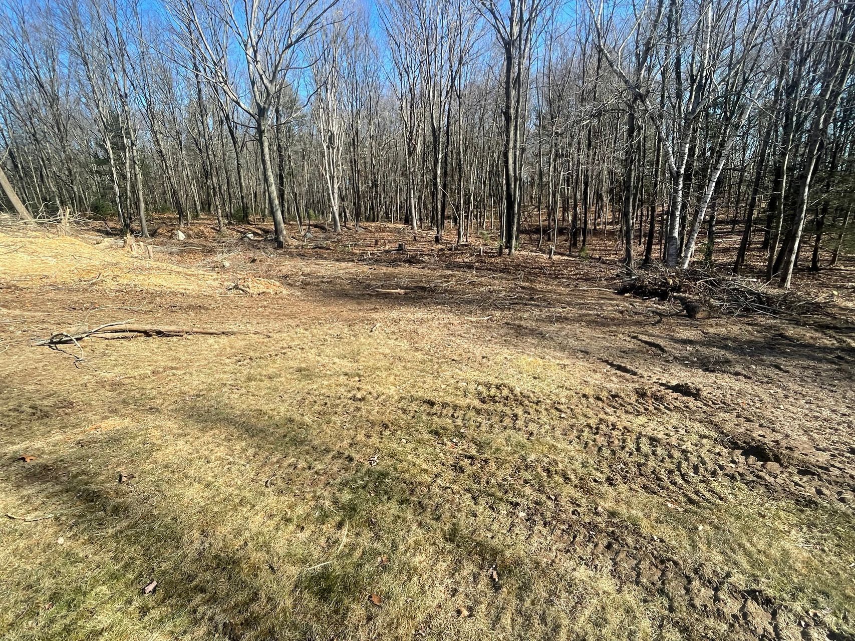 Leafless trees and brown grass in a sunny woodland clearing
