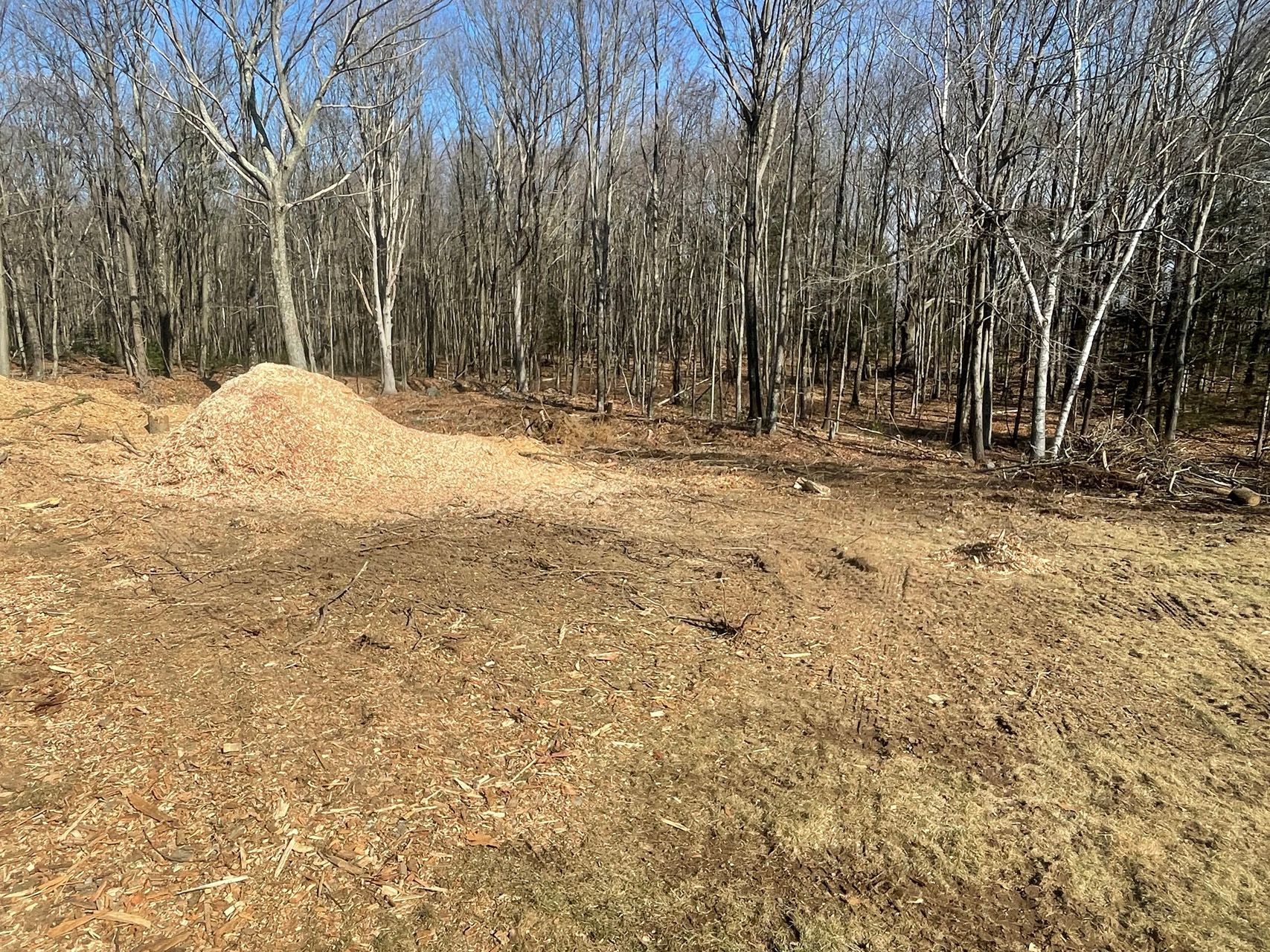 Grassy clearing with a dirt mound beside bare trees under a clear blue sky