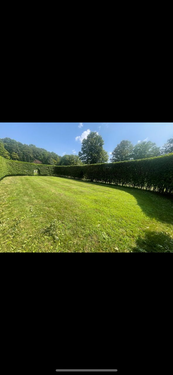 Sunny green park lawn bordered by hedges and trees under a clear blue sky