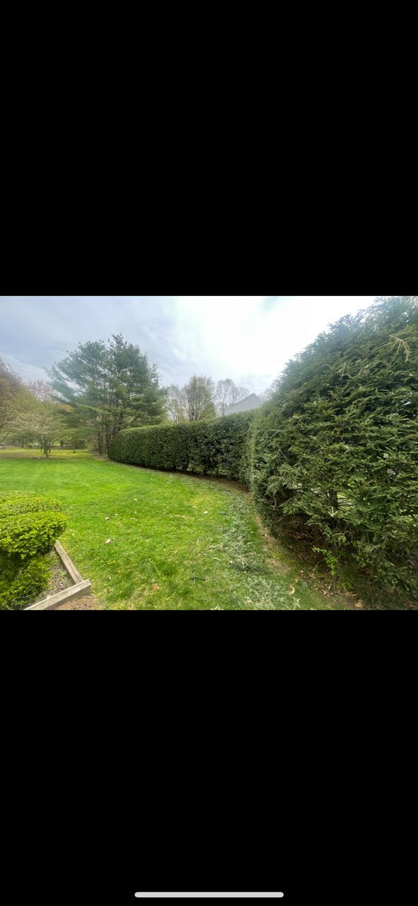 Backyard garden with green lawn, tall hedges, and trees under a cloudy sky