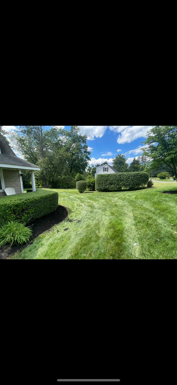 Backyard lawn with trimmed hedges, trees, and a house under a bright blue sky