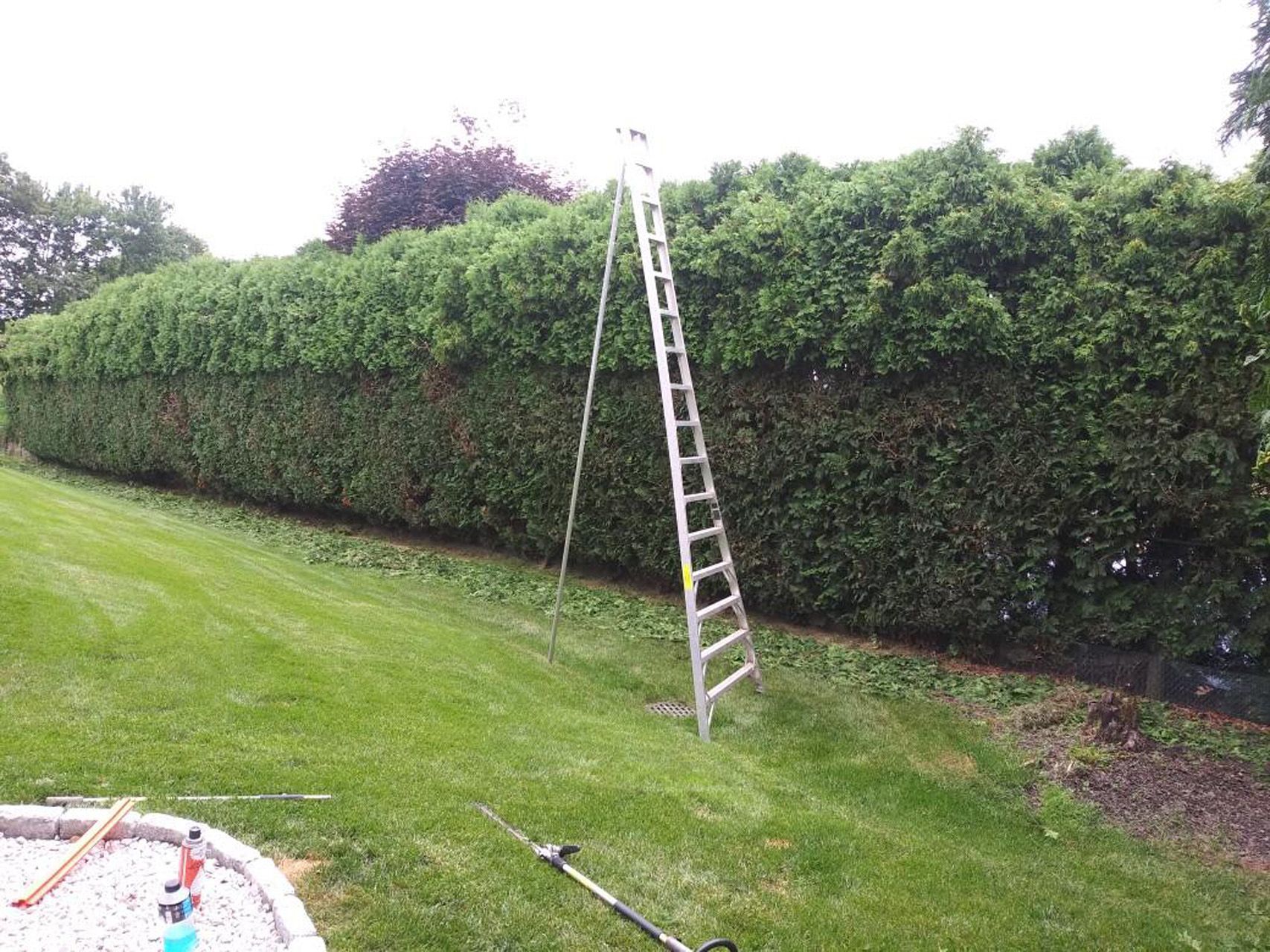 Ladder leaning against a tall hedge in a grassy yard, with gardening tools on the lawn.