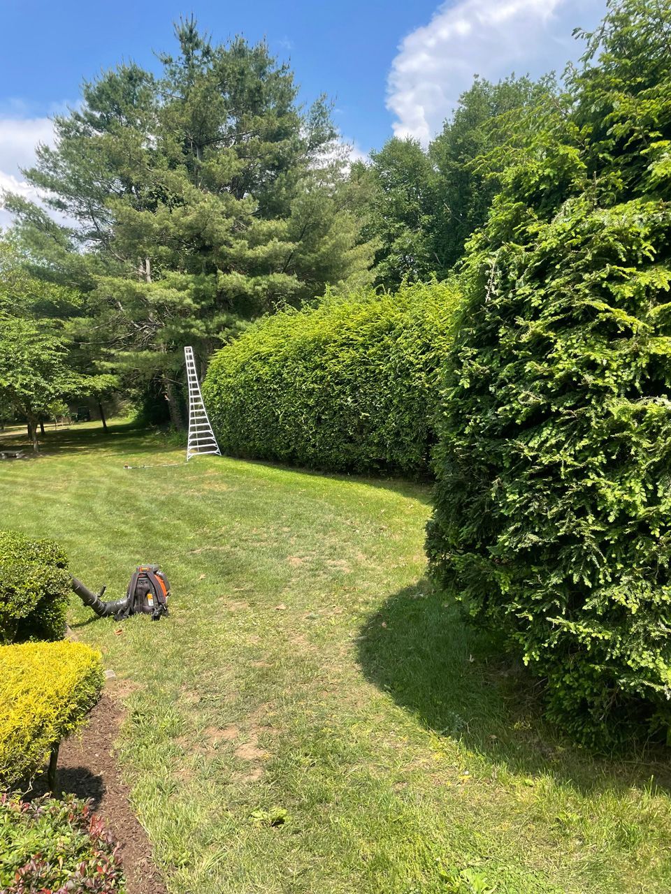 Sunny garden with trimmed hedges, trees, and a small dog on the lawn