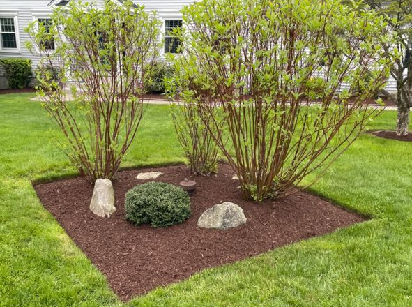 Small landscaped garden bed with shrubs, white rocks, and red mulch beside a green lawn