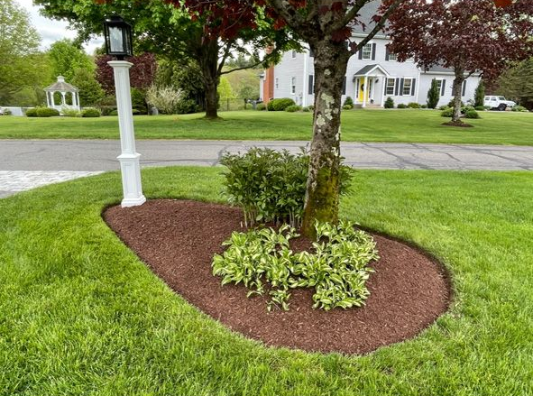 Young tree and flower bed with red mulch in a grassy yard near a sidewalk.
