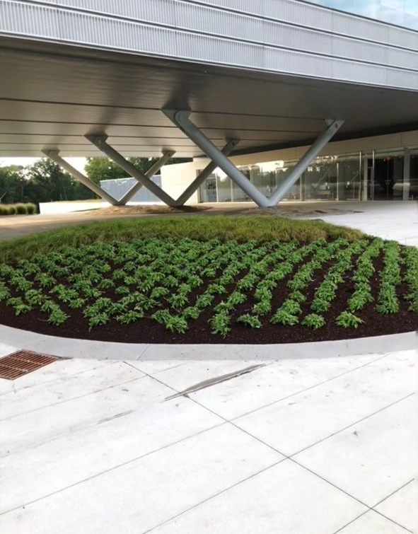 Modern building entrance with geometric canopy and circular flower bed of purple and green plants