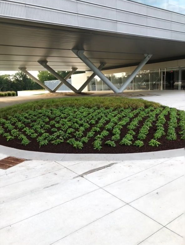 Modern building entrance with steel supports, a curved flower bed, and paved walkway