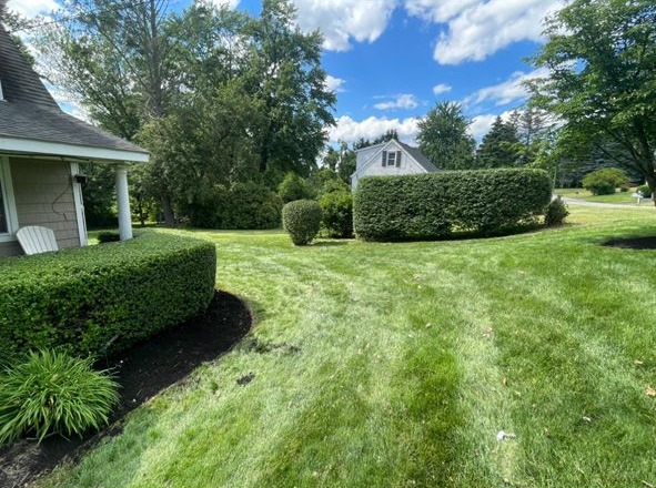 Backyard lawn with trimmed hedges, trees, and a house under a bright blue sky