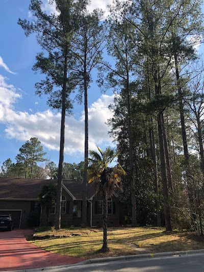 A house is surrounded by trees and a palm tree in front of it.