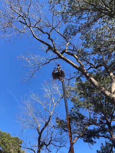 A man is sitting in a bucket on top of a tree.