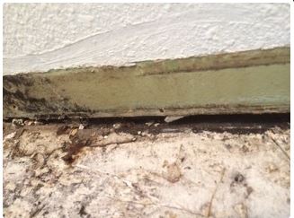 Close-up of moldy wooden and plaster structure; a brown wooden base, a light green layer, and a white top.