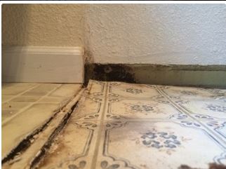 Moldy floor tiles and baseboard in a corner of a room, showing water damage.