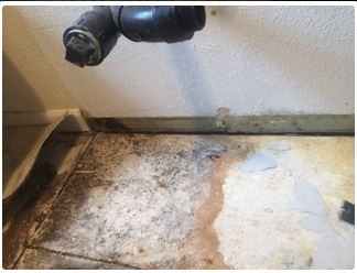 Moldy floor and wall near plumbing. Brown and black stains on tiles and wall.