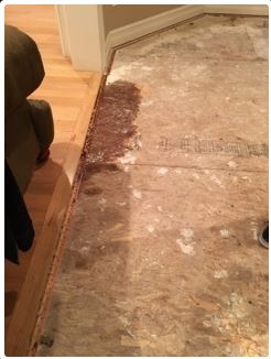 Exposed wood subfloor with water damage and visible mold; adjacent to hardwood flooring.