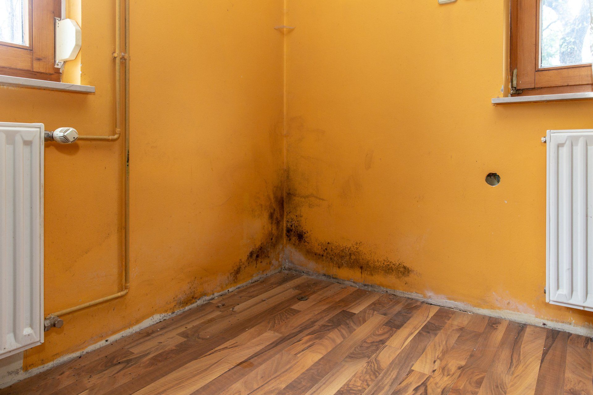 Mold growth on a yellow wall corner, by a window and radiator, on a wood floor.